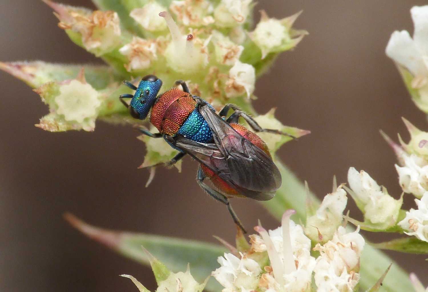 Il solito Chrysidae